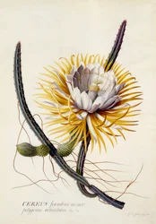 Cereus, Königin der Nacht, ca. 1744 (handkolorierte Gravur)